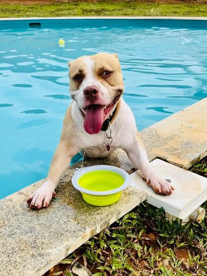 The Pawsome Camp - Dog Daycare & Boarding Splash Zone: Our Pooch Pool photo 29