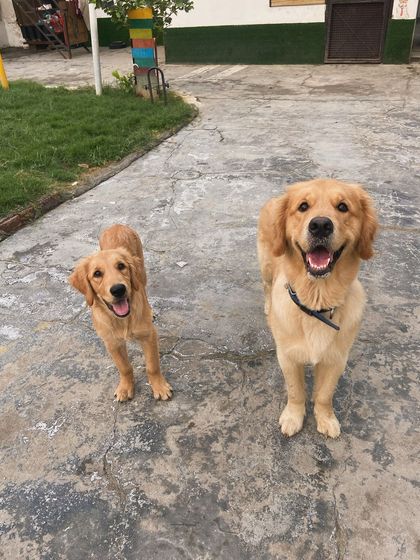 A beautiful pair of Golden Retrievers, one young and one older. They look like they could be family.