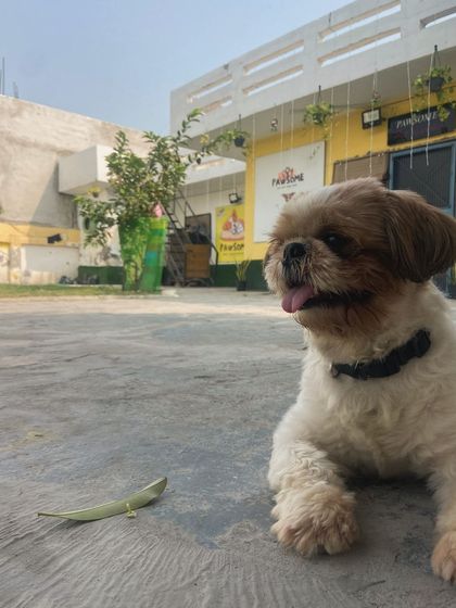 That little tongue sticking out is just the cutest. A happy and relaxed dog.