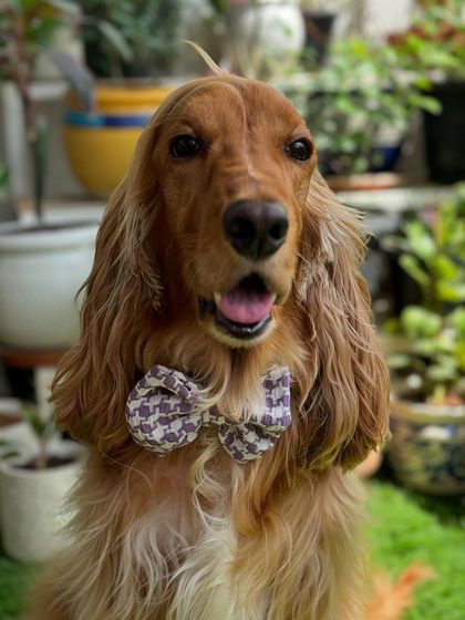 Another shot of the handsome boy in his new bow.