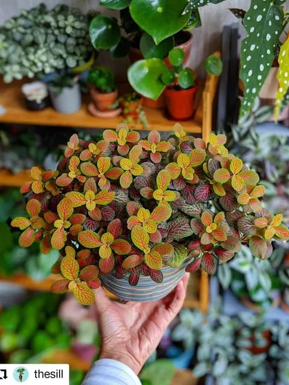 The Fittonia, or Nerve Plant, stands out with its intricate, colorful veins. This plant loves humidity and adds a pop of vibrant color to any terrarium or plant collection.