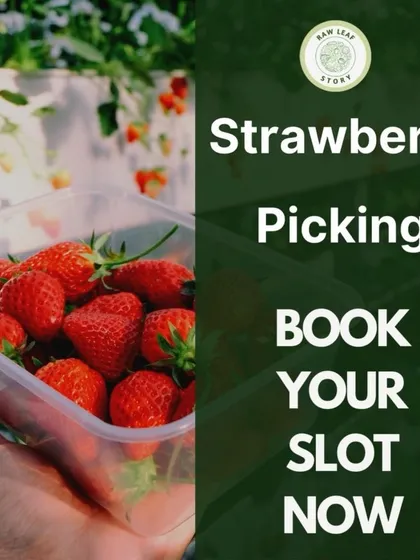 Our strawberry picking event is a seasonal favorite. We invite you to come and fill your baskets with the juiciest, sweetest organic strawberries you have ever tasted. Book your slot to experience this berry delightful day on the farm.
