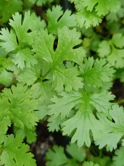 A collection of our various leafy greens and herbs, showcasing their lushness and health.