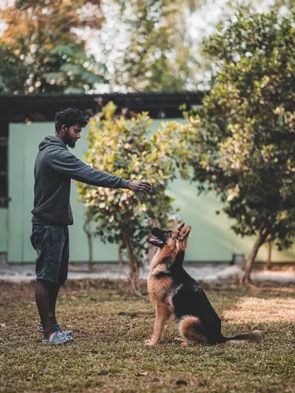The foundation of good training is a strong connection. Here, a German Shepherd sits with perfect focus, waiting for the next command. This calm attention is what we build through positive reinforcement.