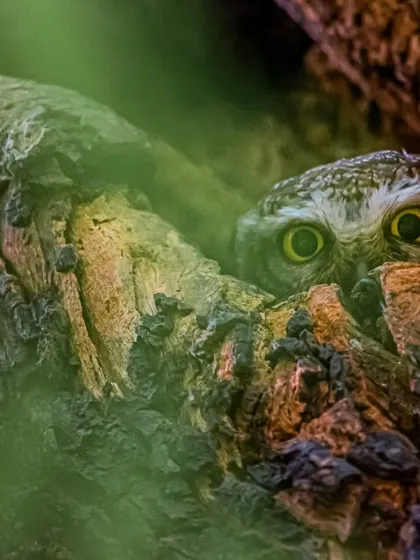 The intense gaze of a Spotted Owlet. This image captures the curiosity and wildness of these beautiful nocturnal predators.