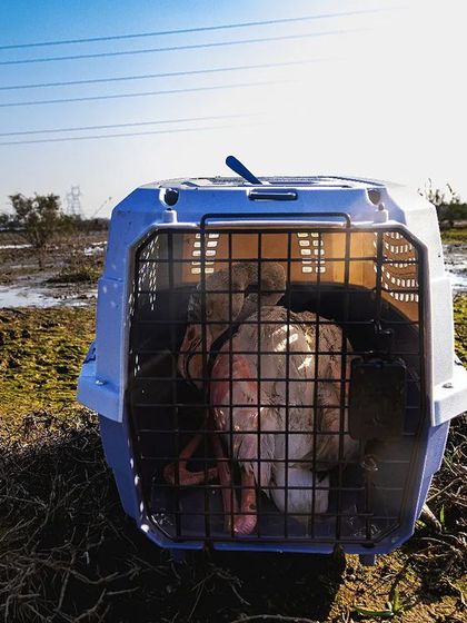 This flamingo was rescued after colliding with a power line and taken to a wildlife hospital. Many are not so lucky.