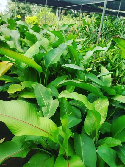 Hygrinz - Plant Sales & Gardening Supplies From Our Nursery: A Glimpse of Our Stock photo 4