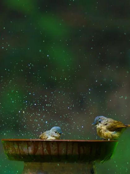 Two Brown-cheeked Fulvettas create a spray of water as they bathe, with the droplets catching the light like stars against a green background. This is a magical and atmospheric shot.