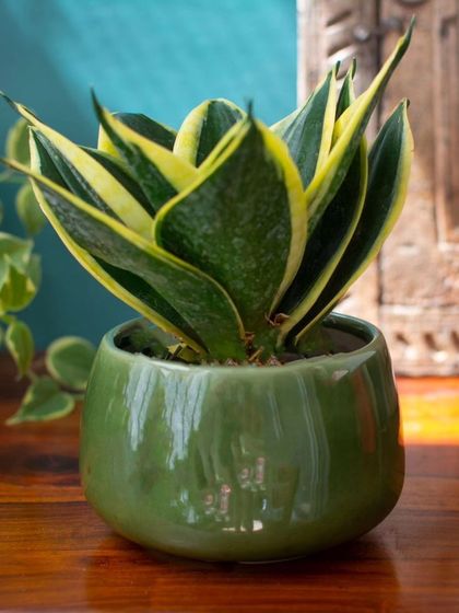 Thorny Affair - Pots & Planters Artisanal Ceramic Planters photo 41