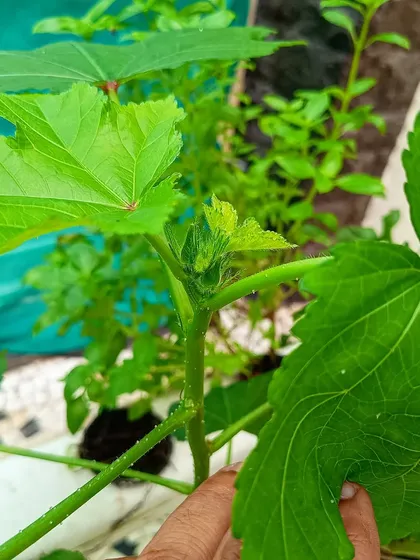 A close look at a young okra pod emerging, a rewarding sight in any home garden.