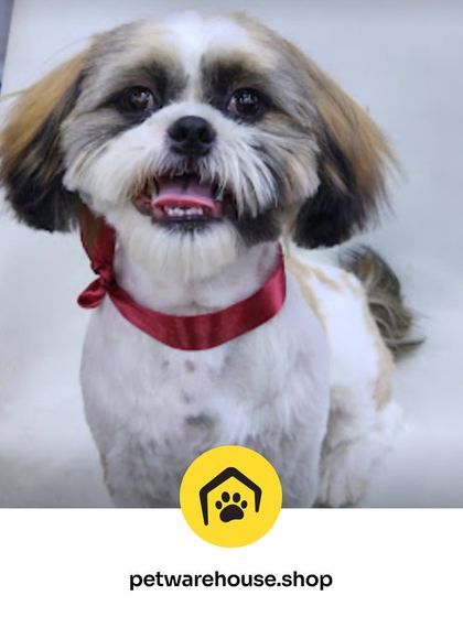 Pet Warehouse - Pet Grooming Services Happy Tails Gallery photo 19