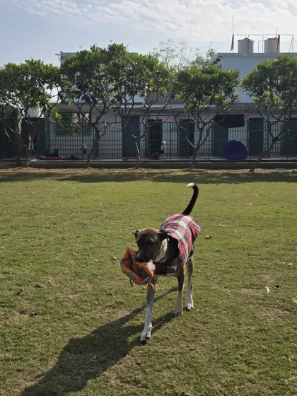An Indie dog in a stylish winter coat, proudly carrying his toy.