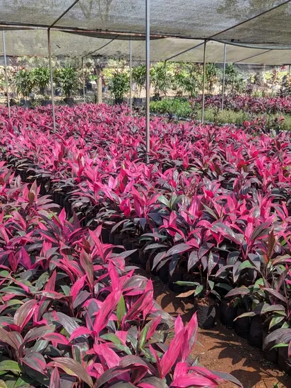 These rows of vibrant pink Cordyline plants caught my eye during a sourcing trip. Their bright foliage is excellent for creating bold color statements in both indoor and outdoor settings.