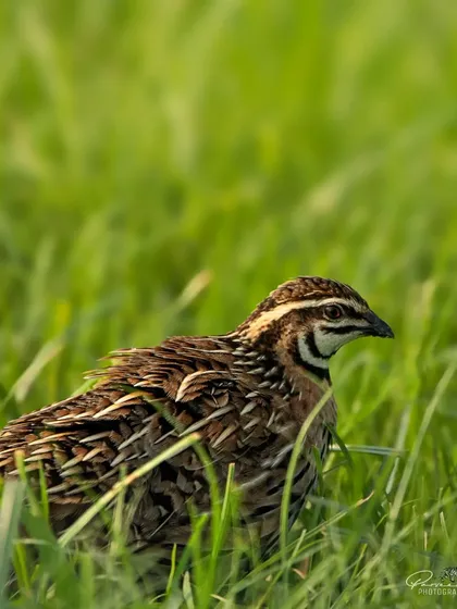 A clear shot of the male Rain Quail in the grass.