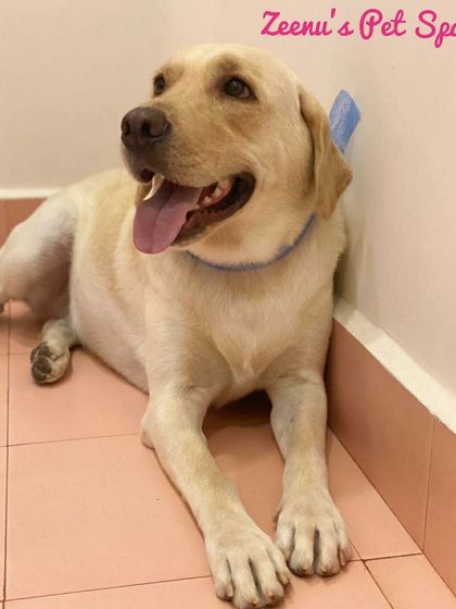 Zeenu's Pet Spa - Dog Grooming & Spa Gentle Giants & Large Breed Care photo 16