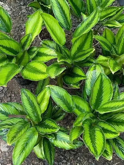 The Calathea 'Freddie' is a prayer plant with beautiful striped leaves. Like other Calatheas, its leaves move up and down with the day and night cycle.