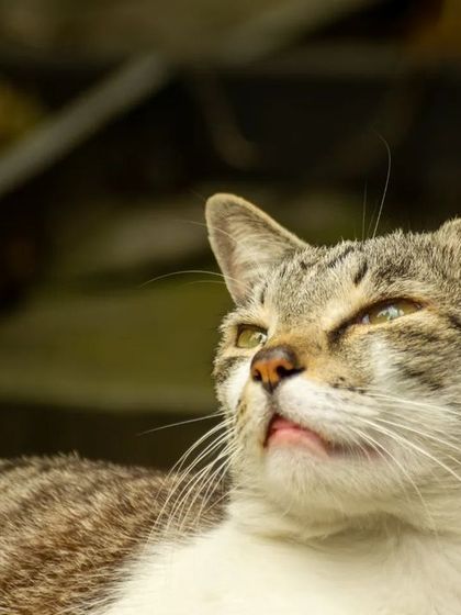 This cat is soaking up the sun, with a blissful expression on its face.