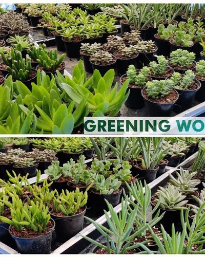 Garden Center & Plant Nursery