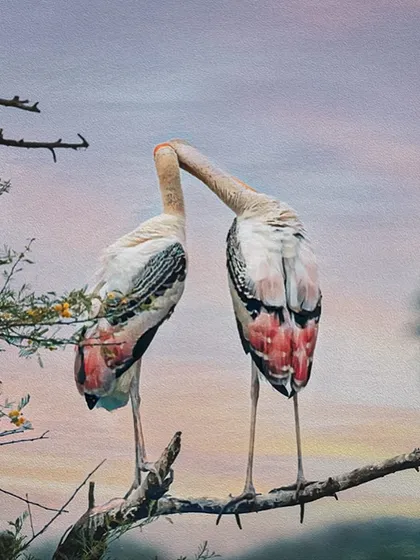 Two Painted Storks appear to be "necking," a common bonding behavior. Captured against a soft, pastel sunset, this image has a painterly quality that speaks of affection and partnership in the bird world.