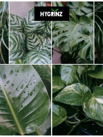 Hygrinz - Garden Design & Landscaping Our Plant & Flower Showcase photo 21