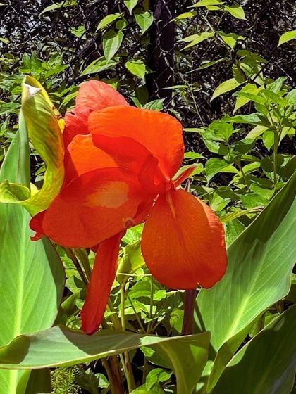 Our Native Plant Showcase photo 11