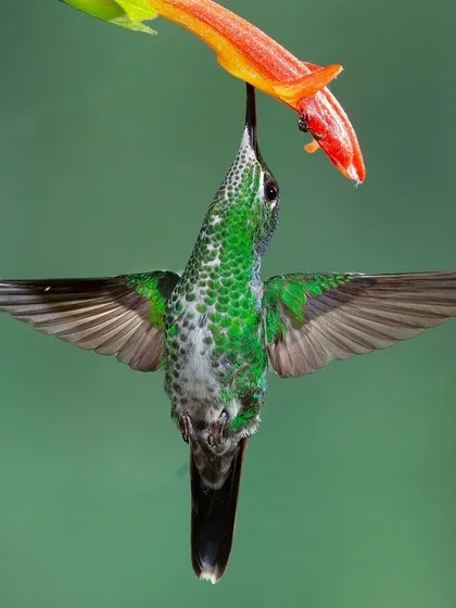 An incredible display of agility as a hummingbird feeds while flying upside down. This shot highlights their unique ability to fly in any direction.
