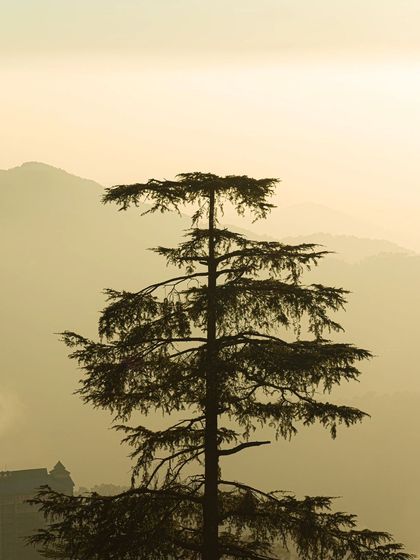 The silhouette of a pine tree against the hazy, layered mountains of Himachal Pradesh.
