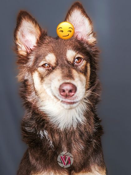 A smirking, fluffy dog against a plain background. Studio sessions are perfect for capturing these subtle, personality-filled micro-expressions.