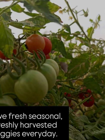 Cherry tomatoes ripening on the vine at the Select Citywalk terrace garden. Visitors can enjoy fresh, seasonal, and freshly harvested veggies every day.