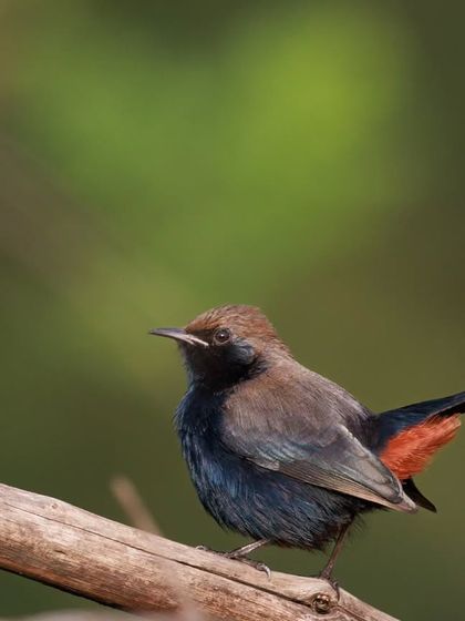 A male Indian Robin, a sexually dimorphic species. The male is mainly black with a distinctive white shoulder patch and a reddish-orange patch under the tail.