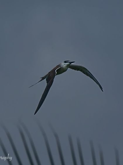 Avian Wonders: A World of Wings photo 71