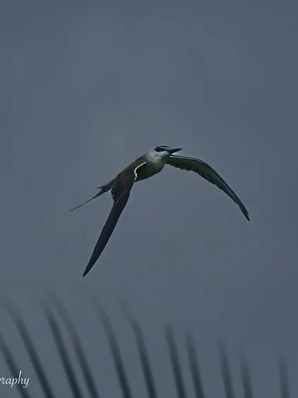 The Bridled Tern showing off its long, forked tail as it glides effortlessly through the air.