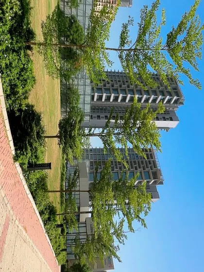 This is a section of a large corporate landscaping project for Adani Realty in Gurugram. I focus on selecting trees that complement modern architecture and create a welcoming green corridor for employees and visitors.
