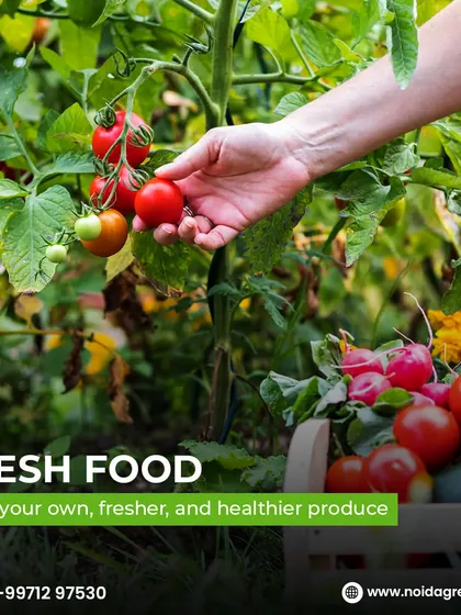 Home gardening ke kai fayde hain. Aapko taaza khana milta hai, stress kam hota hai, aur ghar sundar lagta hai. Apni green journey aaj hi shuru karein.