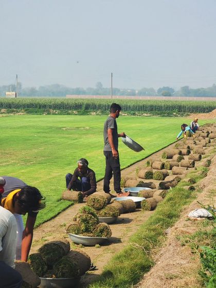 Delhi Gardner - Wholesale Plant & Turf Supply Natural Grass Turf: From Our Farm to Your Project photo 141