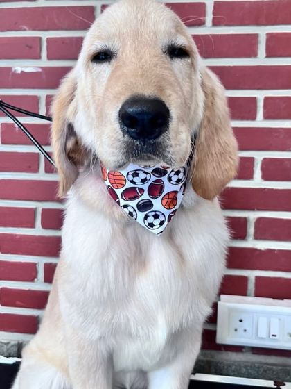 A full shot of the handsome puppy after his grooming session. He sat patiently on the table and was rewarded with lots of praise and this cool sports-themed bandana.