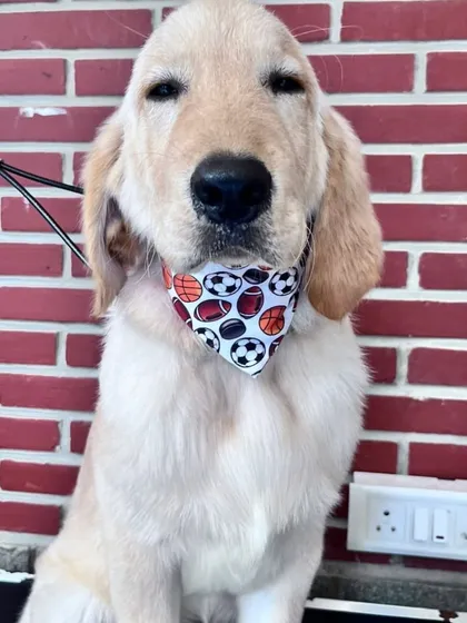 A full shot of the handsome puppy after his grooming session. He sat patiently on the table and was rewarded with lots of praise and this cool sports-themed bandana.