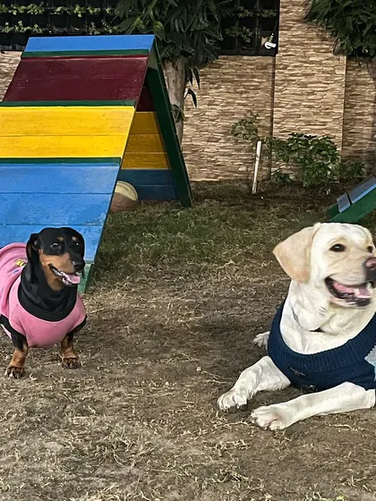 My beautiful world. A Dachshund and a Labrador, friends of different sizes, relaxing by the agility course.