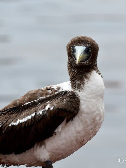 Avian Wonders: A World of Wings photo 31