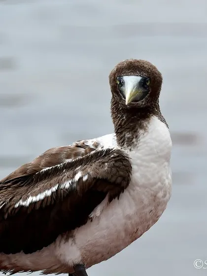 This Masked Booby looks like it's posing for the camera. Capturing these direct, engaging moments helps people connect with the animal's personality.