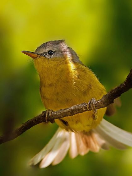 A Gray-headed Warbler fans its tail while perched on a branch. This behavioral display adds a dynamic element to the photograph.