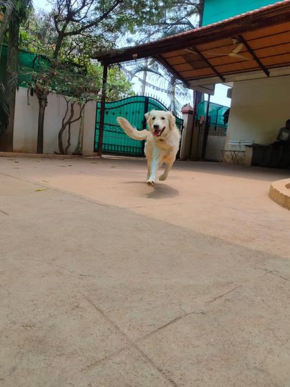 Stay - Dog Daycare A Day at Stay: Play & Socializing photo 18