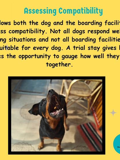 Not every dog thrives in every environment. This graphic explains how a trial stay is used to assess compatibility. It’s a chance for both your dog and my team to see if we are a good fit for each other before making a commitment.