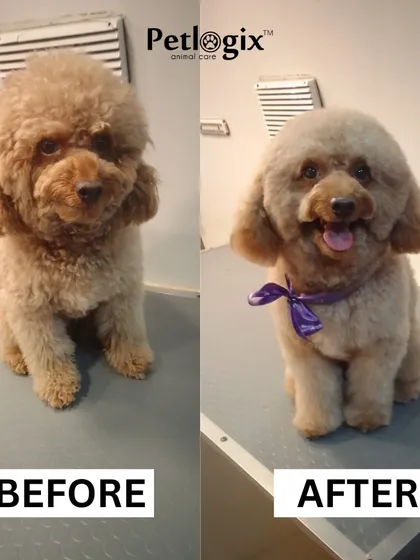 We specialize in breed-specific styling, like this poodle's perfect trim. Our groomers have the expertise to handle different coat types, ensuring your dog gets a haircut that is both beautiful and comfortable.