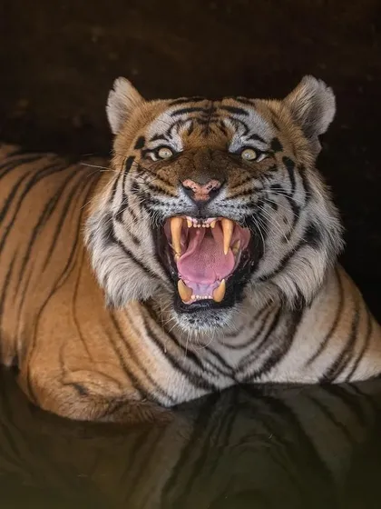 The angry face of Chota Bheem, a dominant male from Bandhavgarh, as he yawns in a waterhole. His power is palpable.