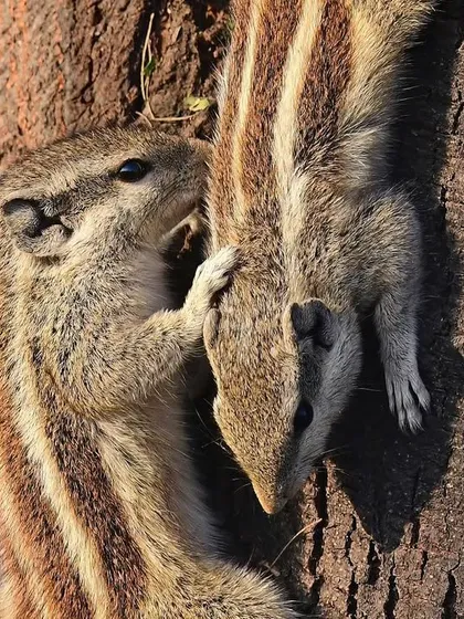 A pair of Indian Palm Squirrels interact on a tree trunk. Let's not forget these endearing little stripes that sparked a joy for nature in most of us during our childhood.
