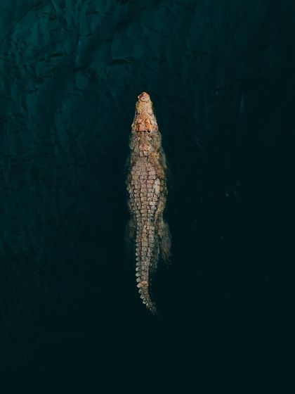 Another copy of the powerful top-down crocodile shot, emphasizing its importance in my wildlife portfolio.