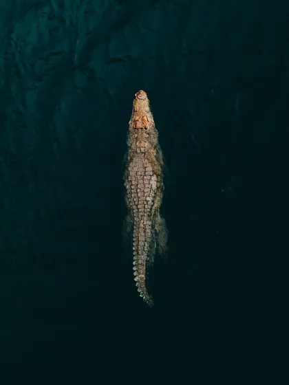 Another copy of the powerful top-down crocodile shot, emphasizing its importance in my wildlife portfolio.