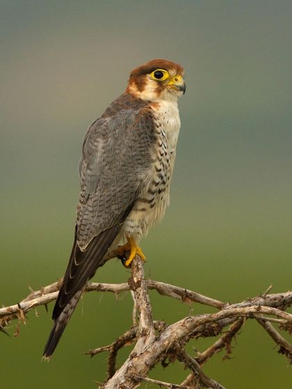 This shot captures the falcon in beautiful light against a soft green background, ideal for a classic bird portrait.