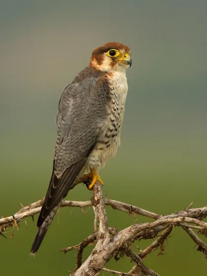 A Red-necked Falcon against a soft green background. The lighting perfectly captures the subtle gradients of its grey and rufous feathers.